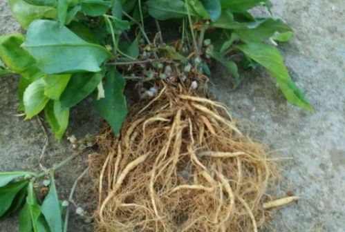 四葉參 市場價值高昂，農(nóng)民種植意愿為何低迷？