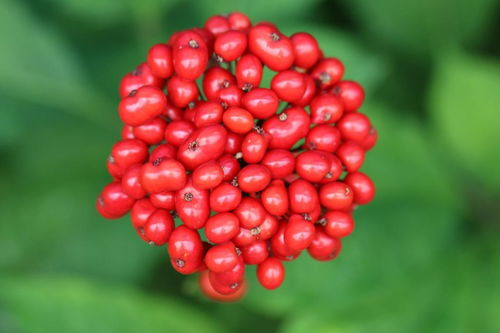 人參果不是人參的果實，別再傻傻分不清楚啦！