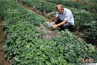 山東榮成 全國參茸產業專家齊聚一堂，為西洋參種植把脈問診